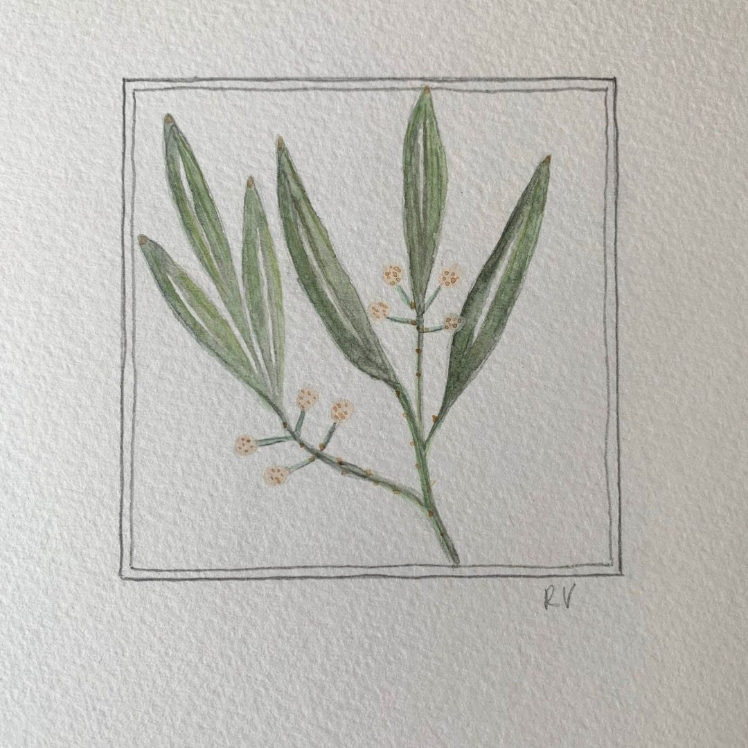 Original Miniature Watercolour – Gathered Stem