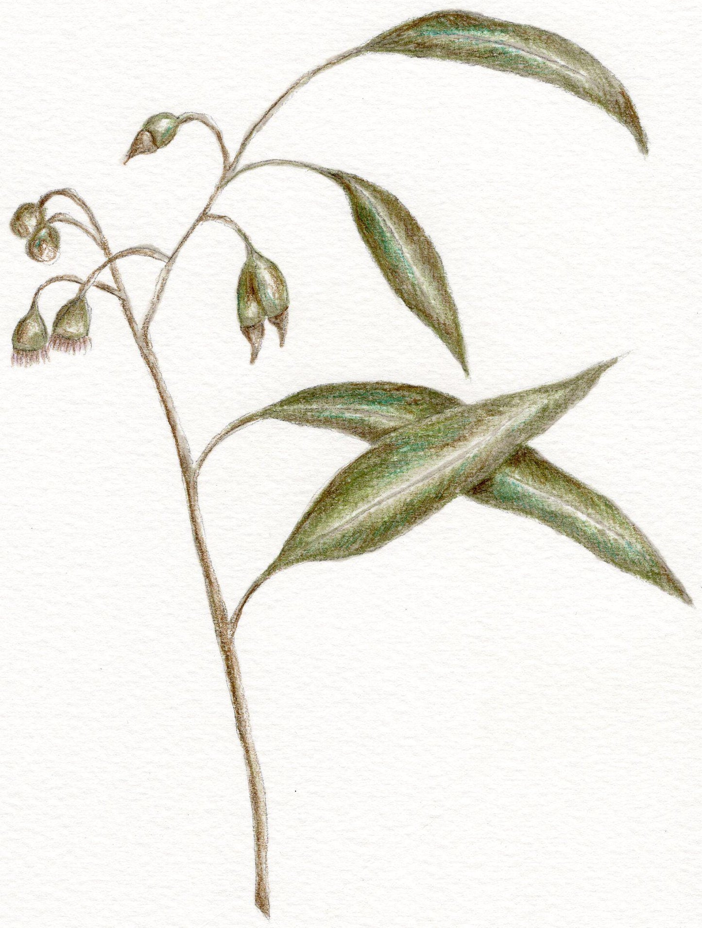 Botanical Watercolor Greeting Card, Single Blank Card with Envelope, Plant Art Print, Nature Inspired Stationery
