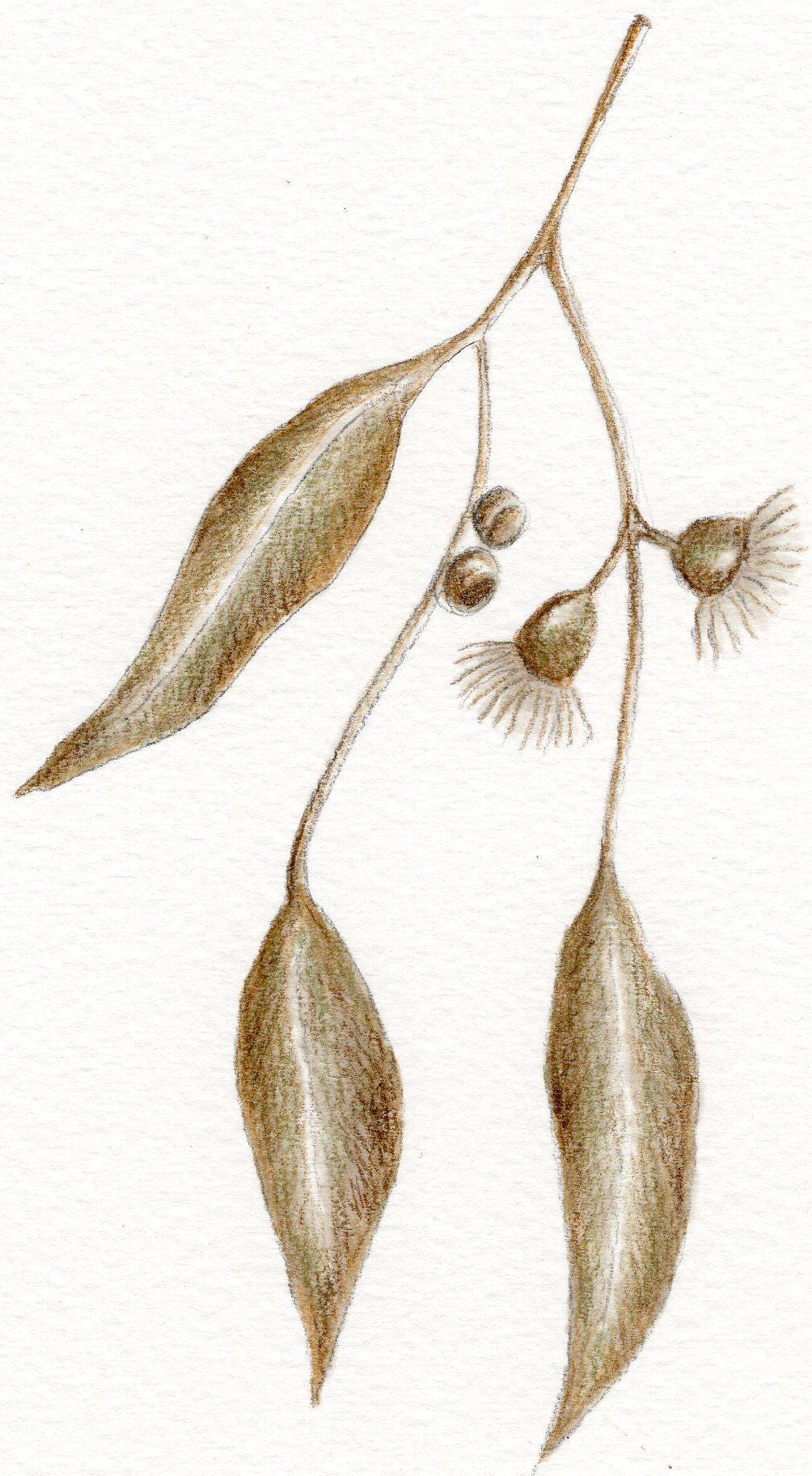 Botanical Watercolor Greeting Card, Single Blank Card with Envelope, Plant Art Print, Nature Inspired Stationery
