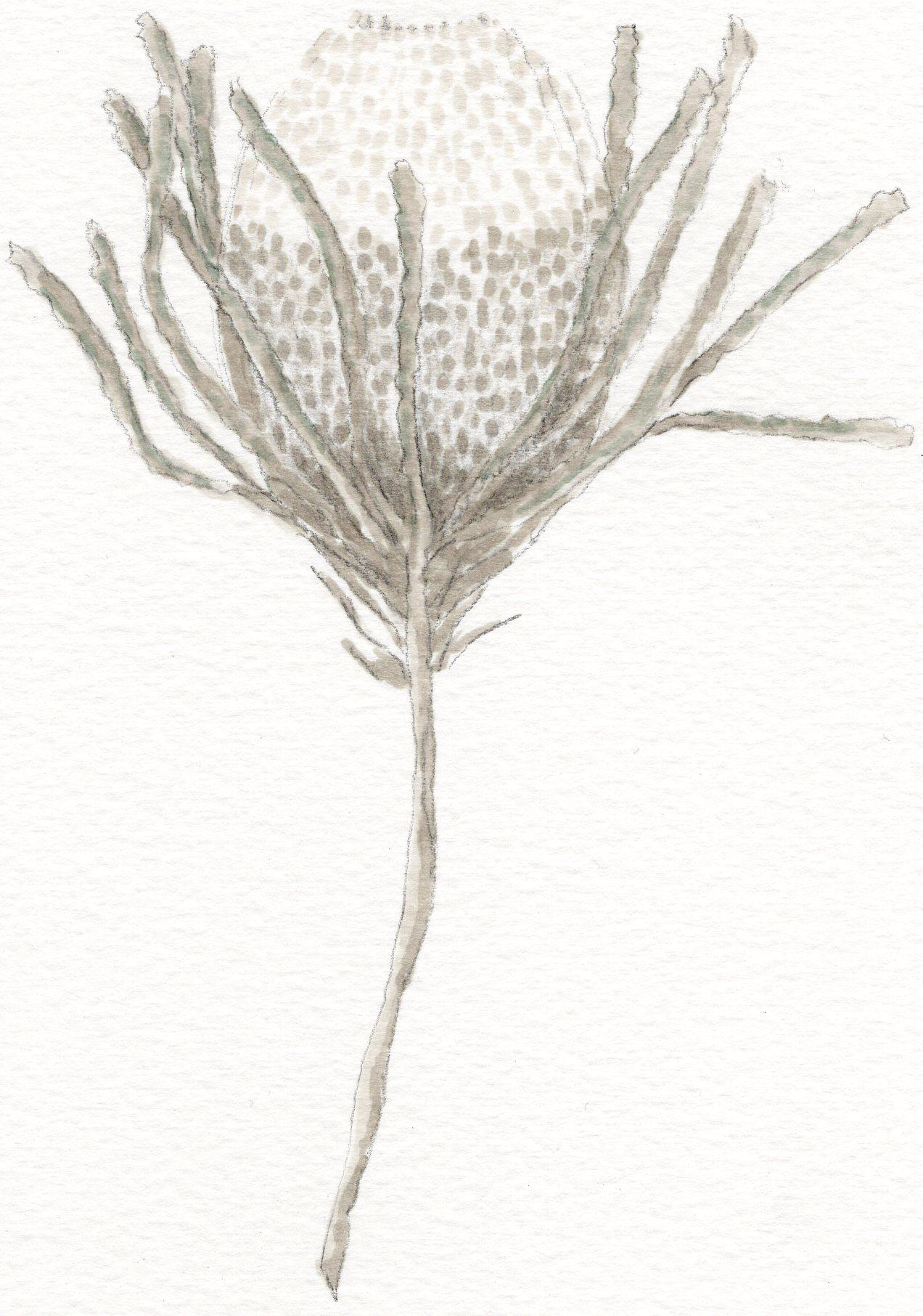 Botanical Watercolor Greeting Card, Single Blank Card with Envelope, Plant Art Print, Nature Inspired Stationery